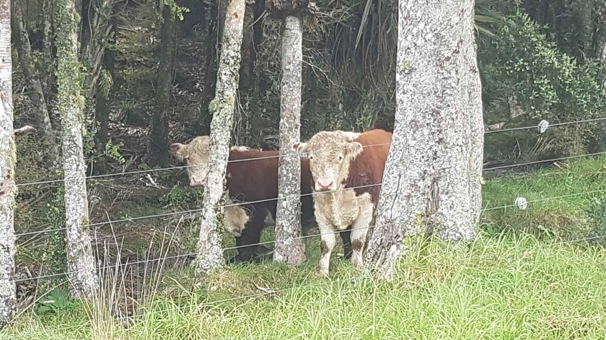 A couple of herefords in our bush