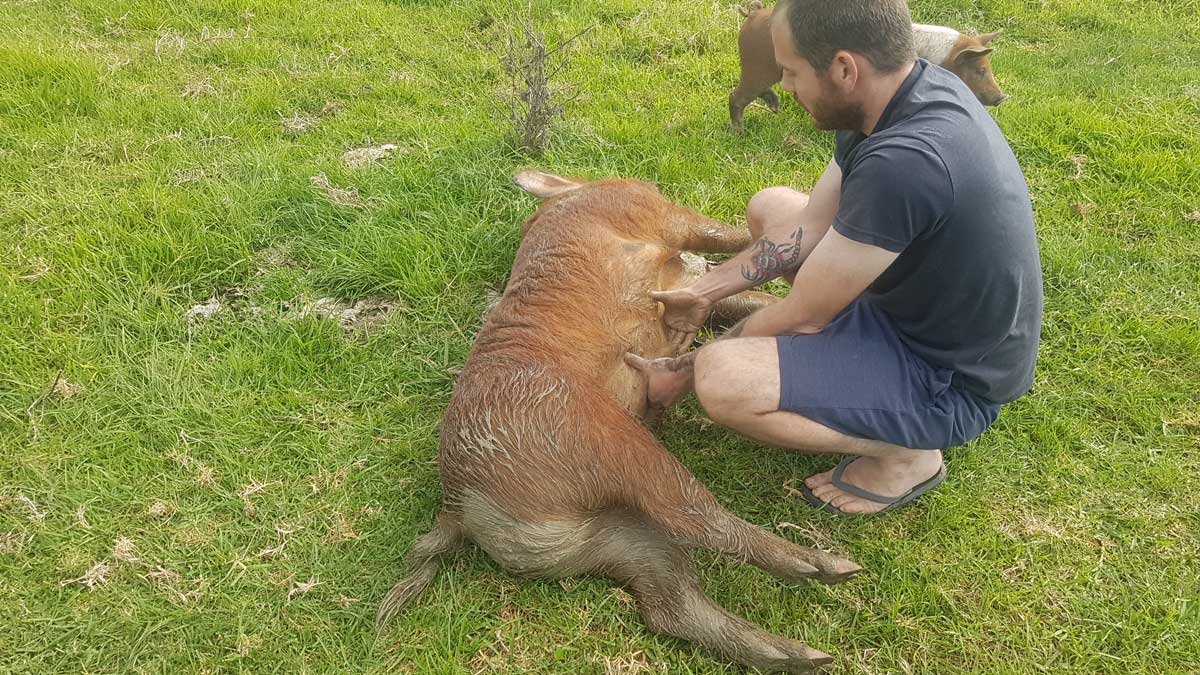 Richard taking out a mighty boar with a belly rub