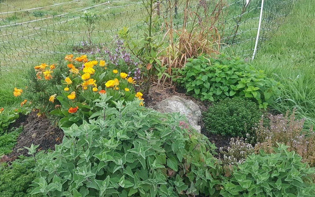 Herb garden