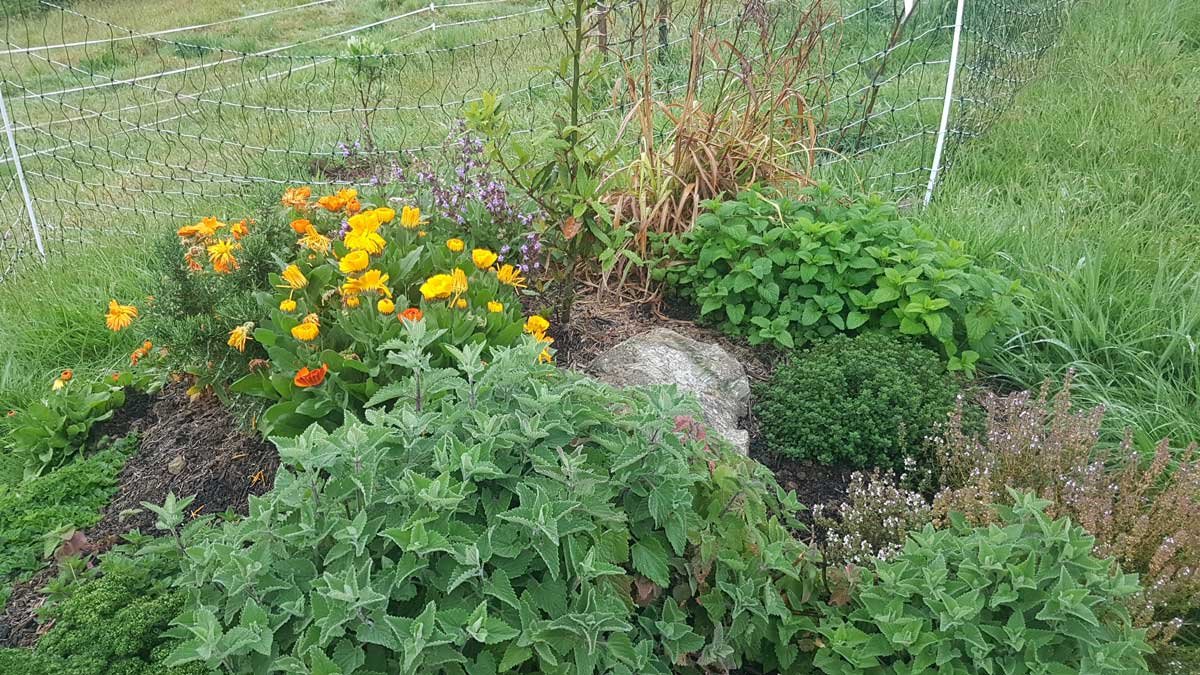 Herb garden