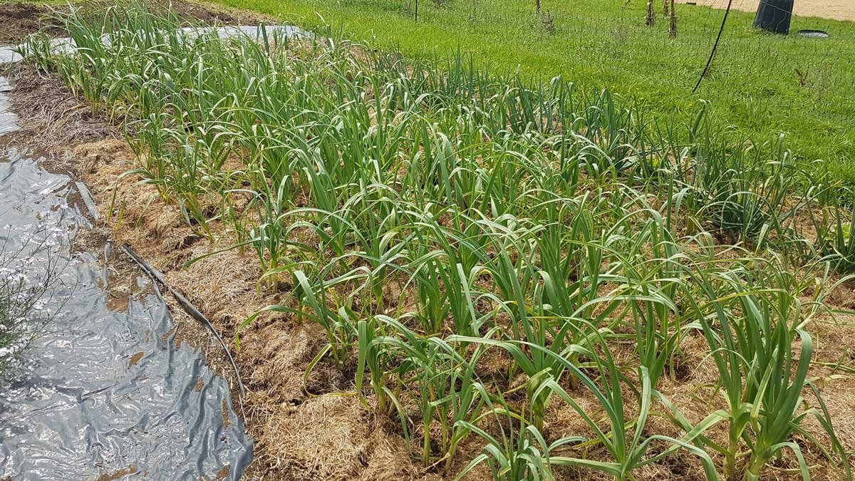 The garlic bed