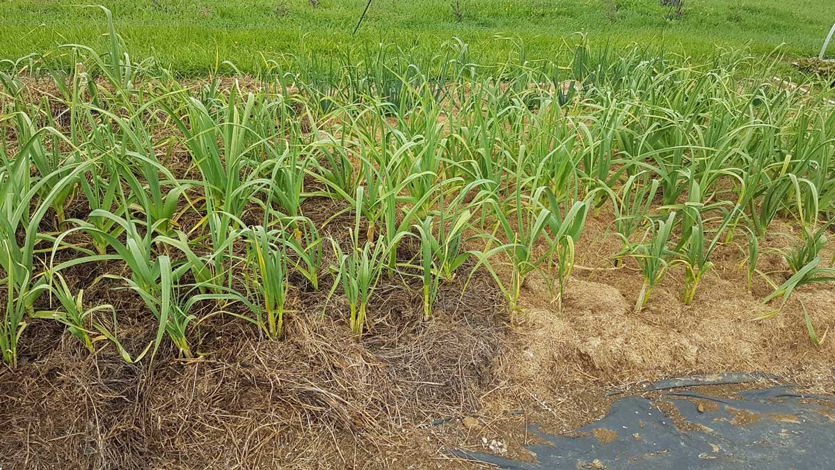 spoiled hay vs kikuyu mulch