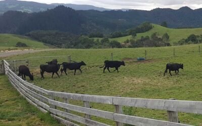 Hello, new cows