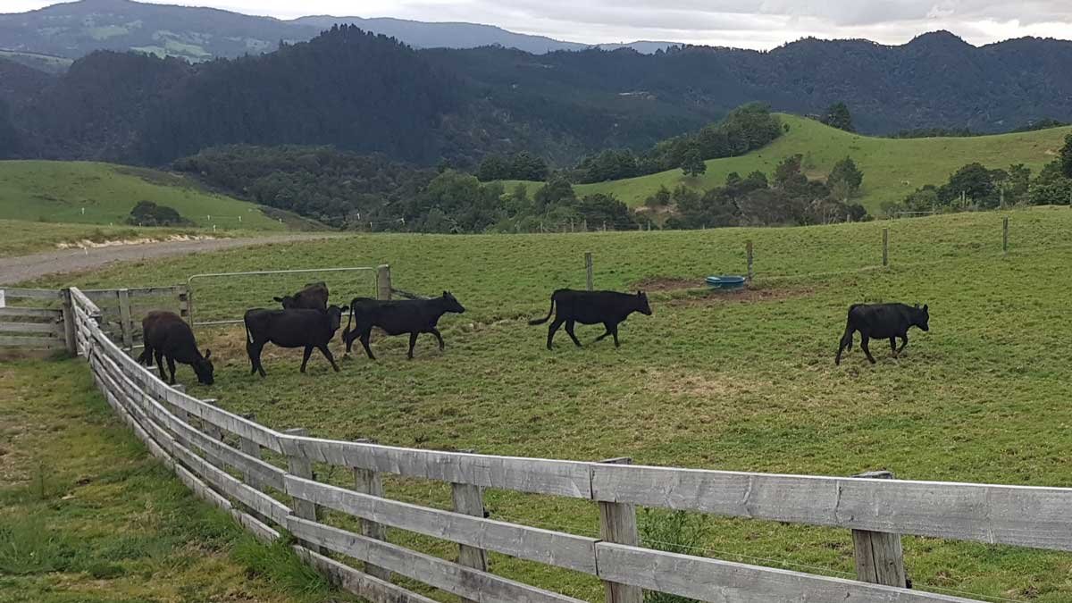 New cows for the property