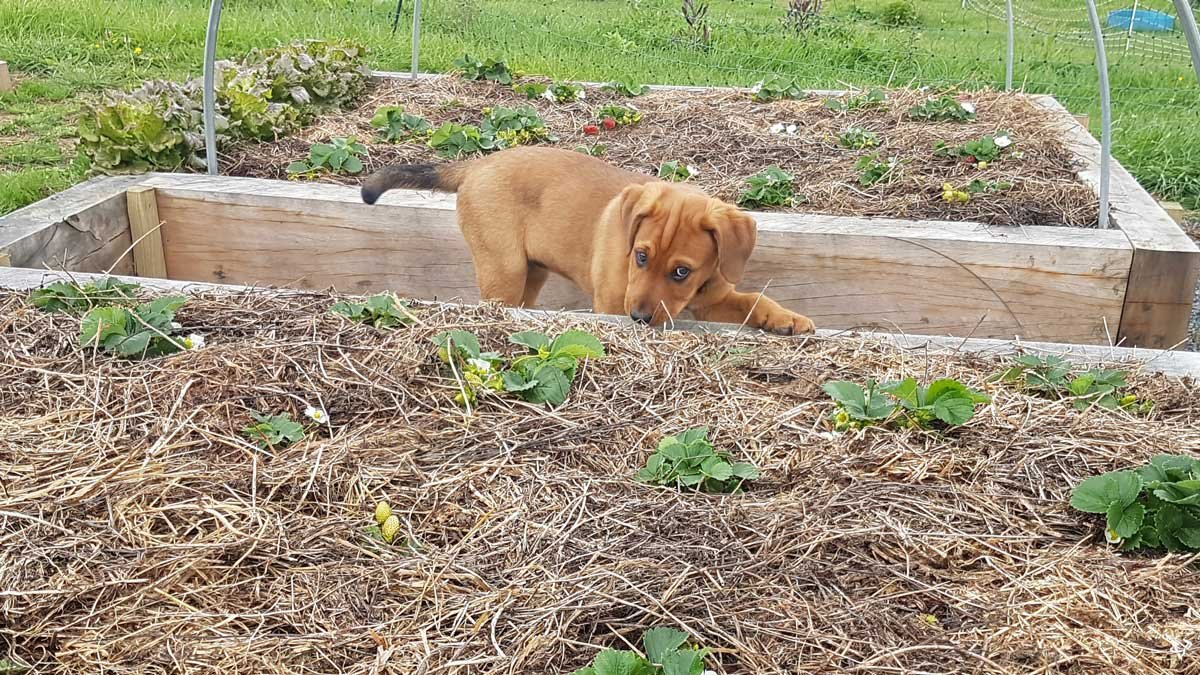 roxy in the strawberries