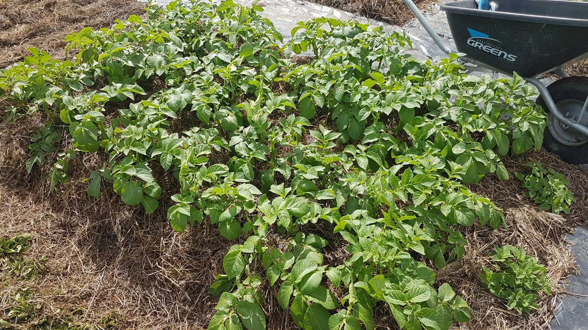 Agria patch, October 2020