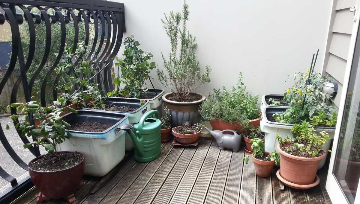 balcony garden, december 2012