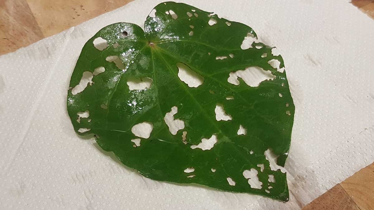 Kawakawa leaf