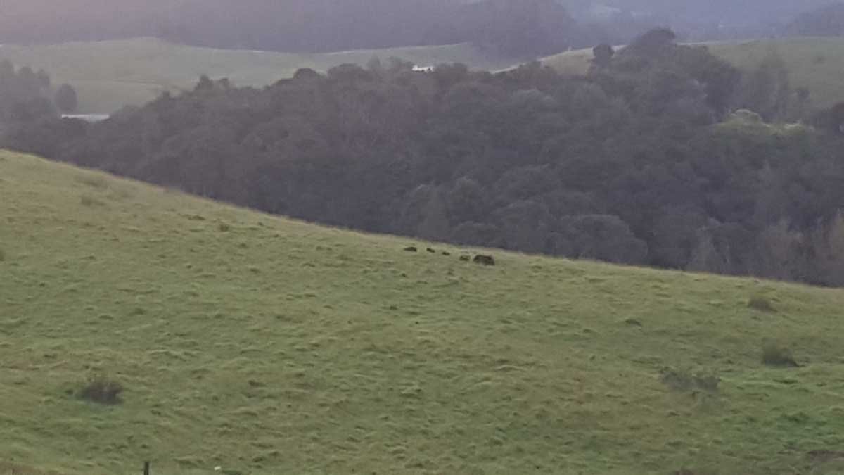 Pigs off in the distance