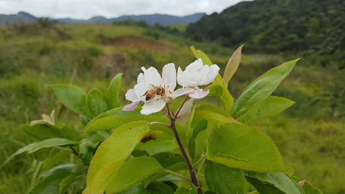 A bee on an apple blossom