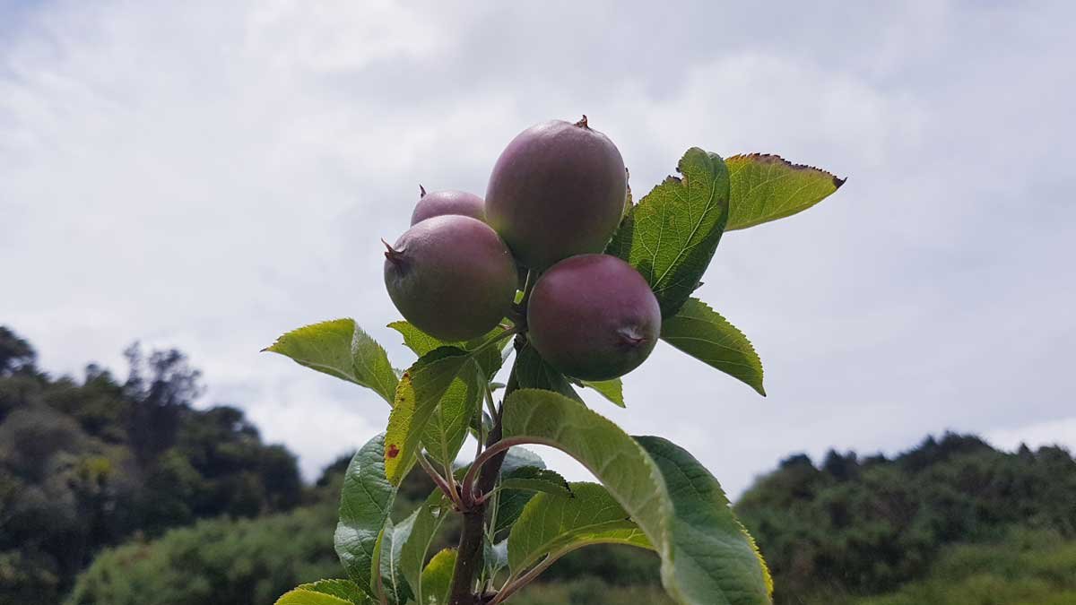 Apples on the tip of a branch Apples on the tip of a branch