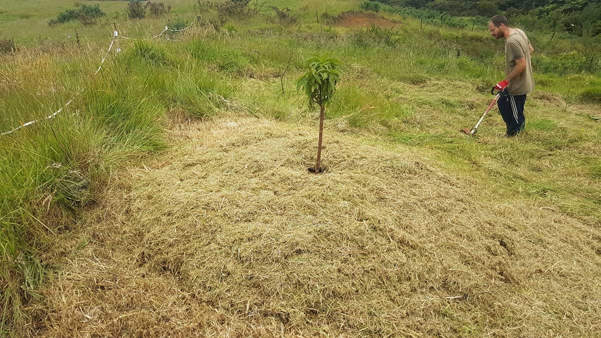 Fully mulched tree