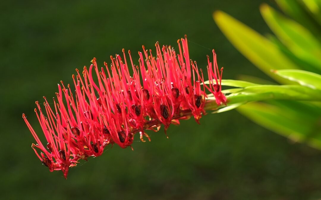 Backlit_xeronema_flower_raceme