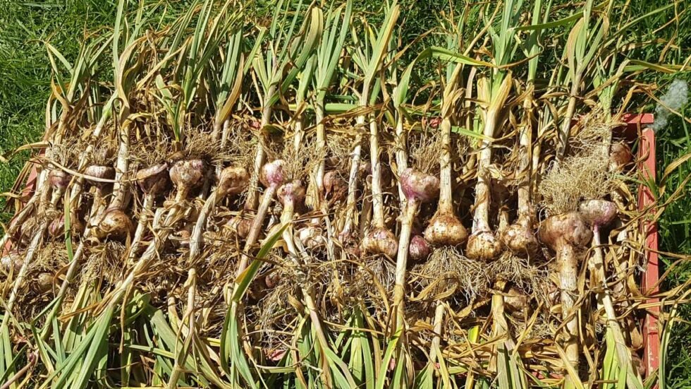 Garlic Harvest 980x551 