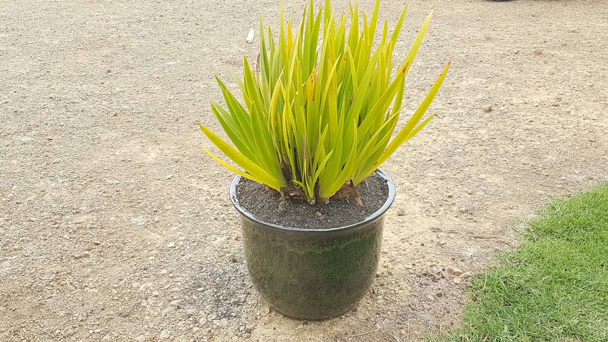 Second plant in a larger pot