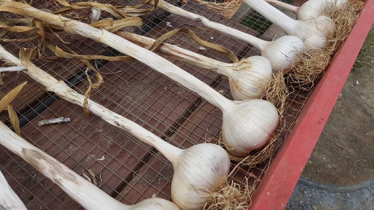 Mongolian red garlic harvested in 2020