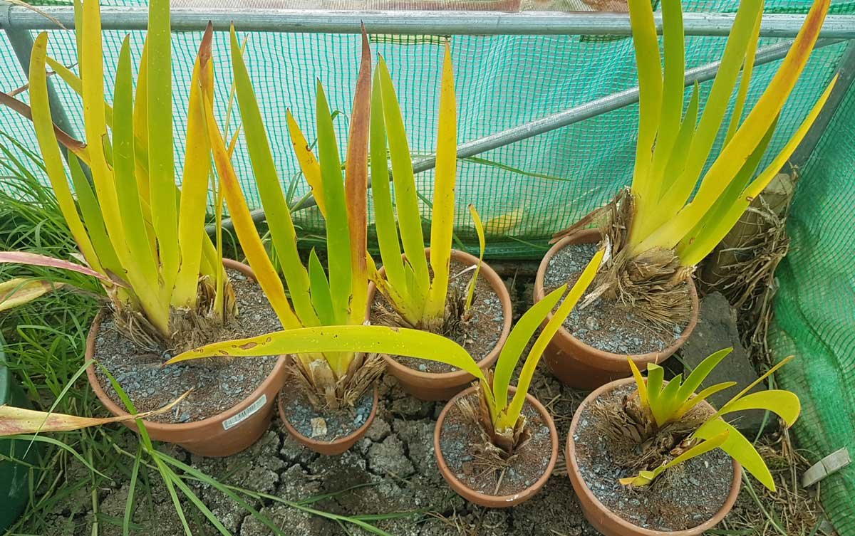 Xeronema callistemon divisions