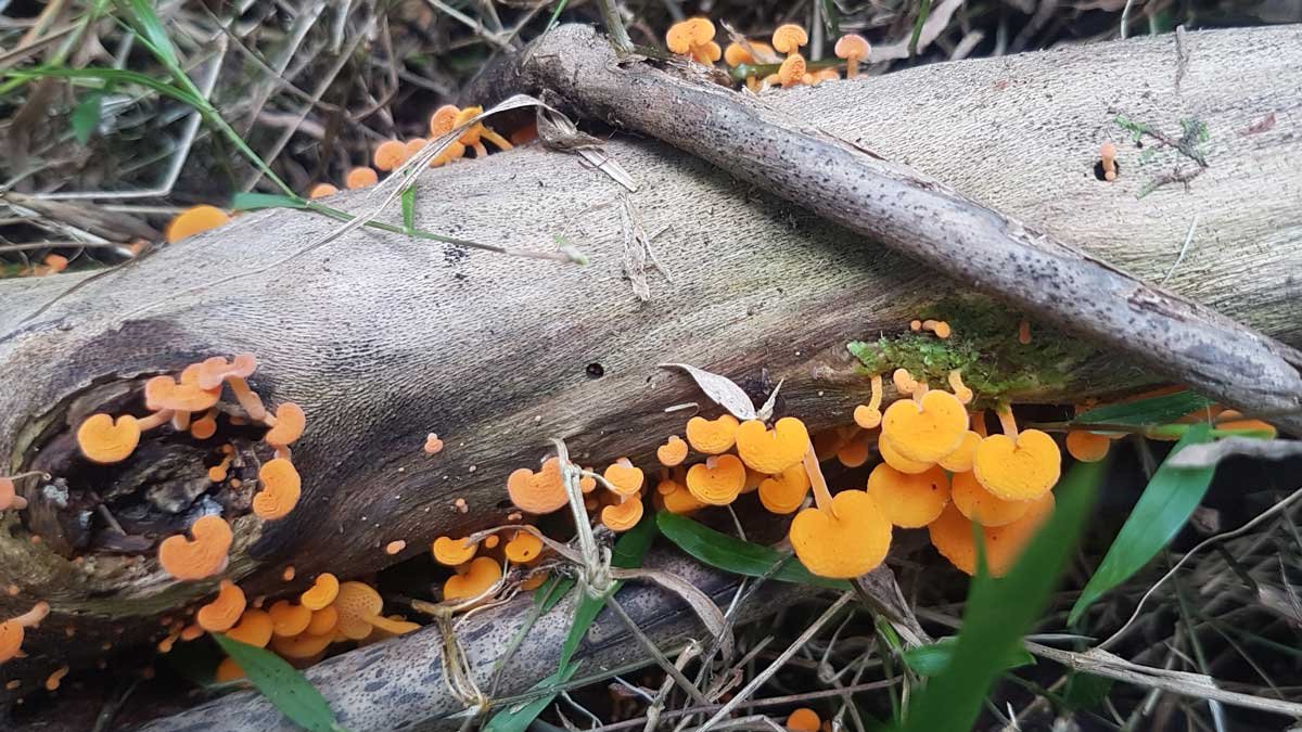 Orange pore fungus growing on taiwan cherry wood