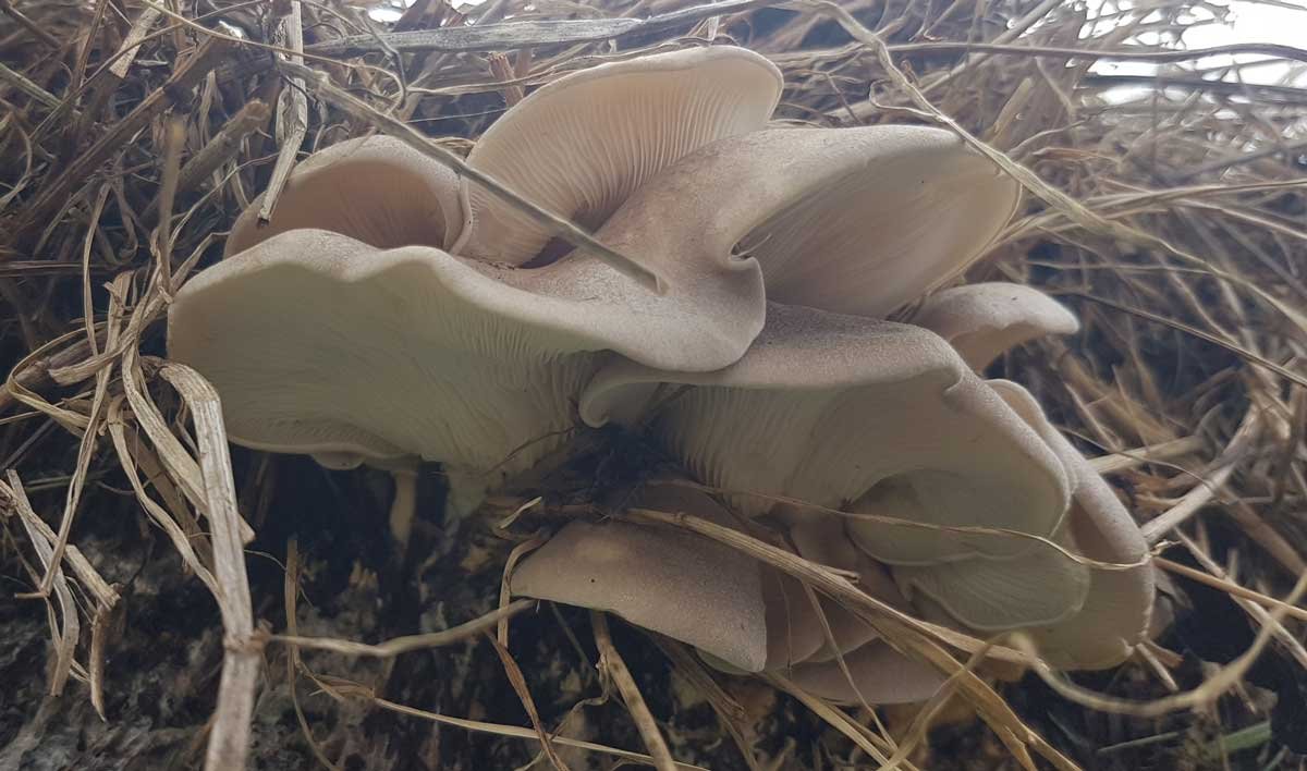 Oyster mushrooms growing in a ball of spoiled hay