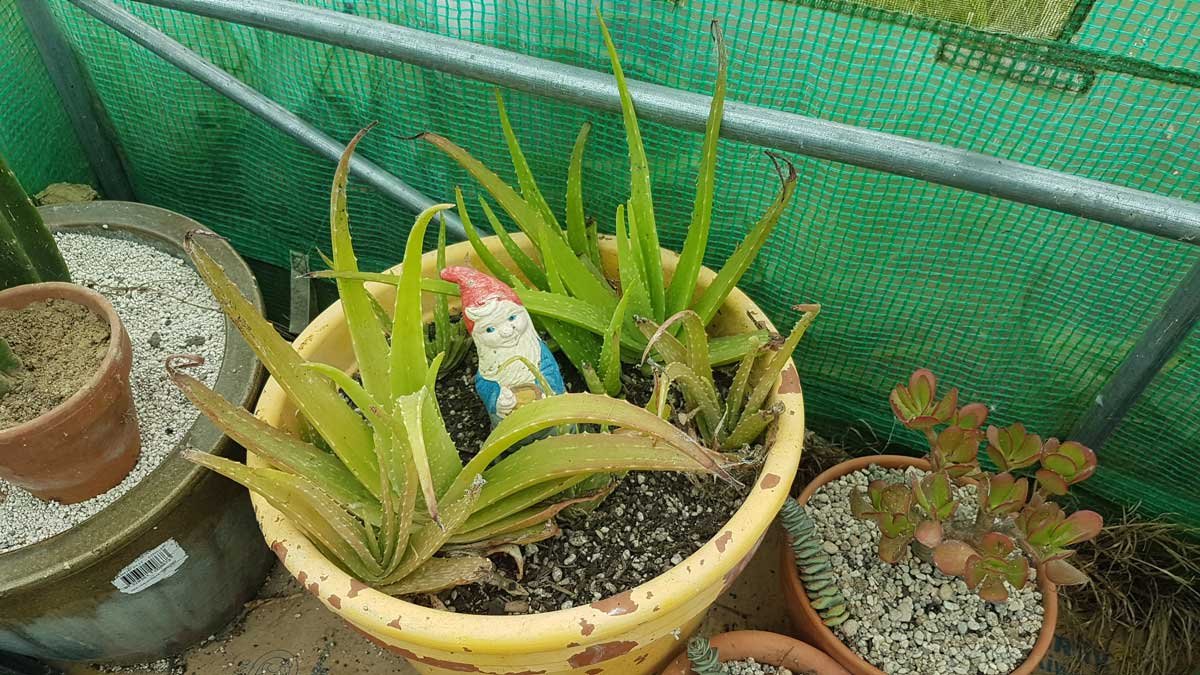Aloe in a lerge pot with a garden gnome