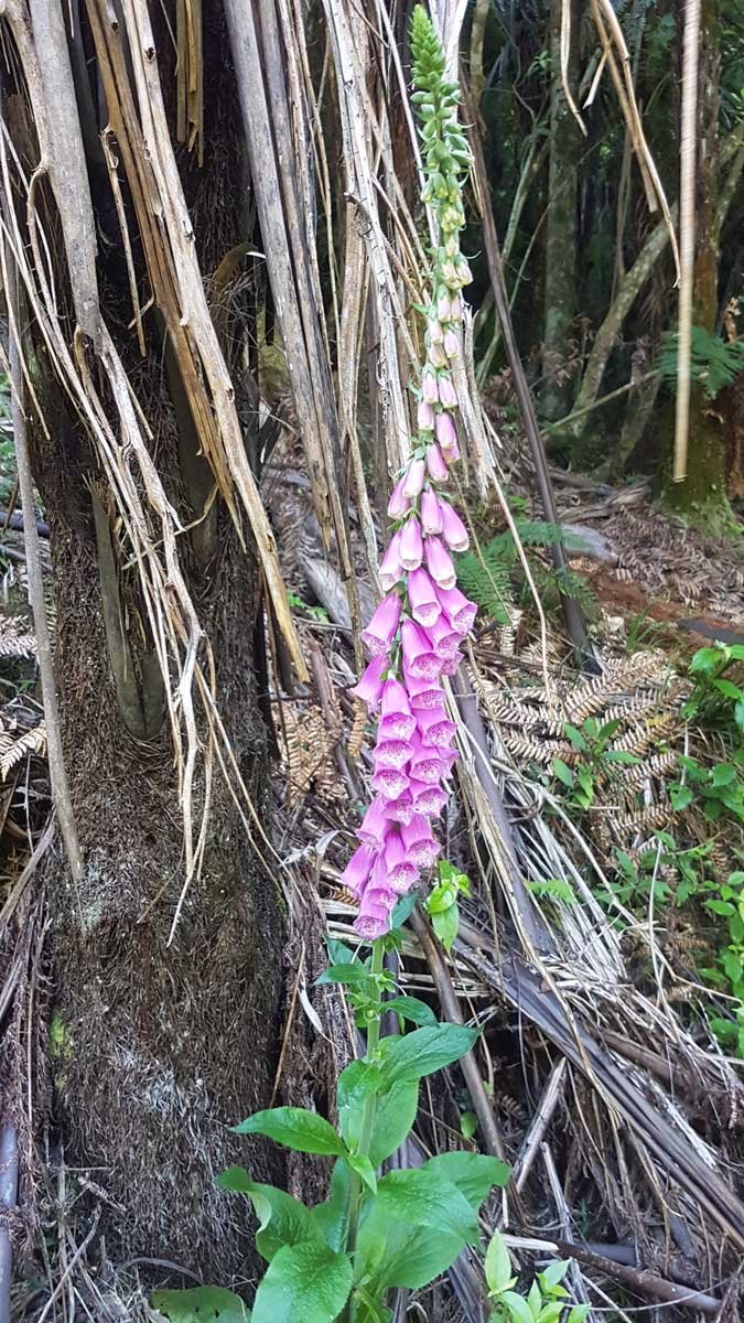 Purple foxglove