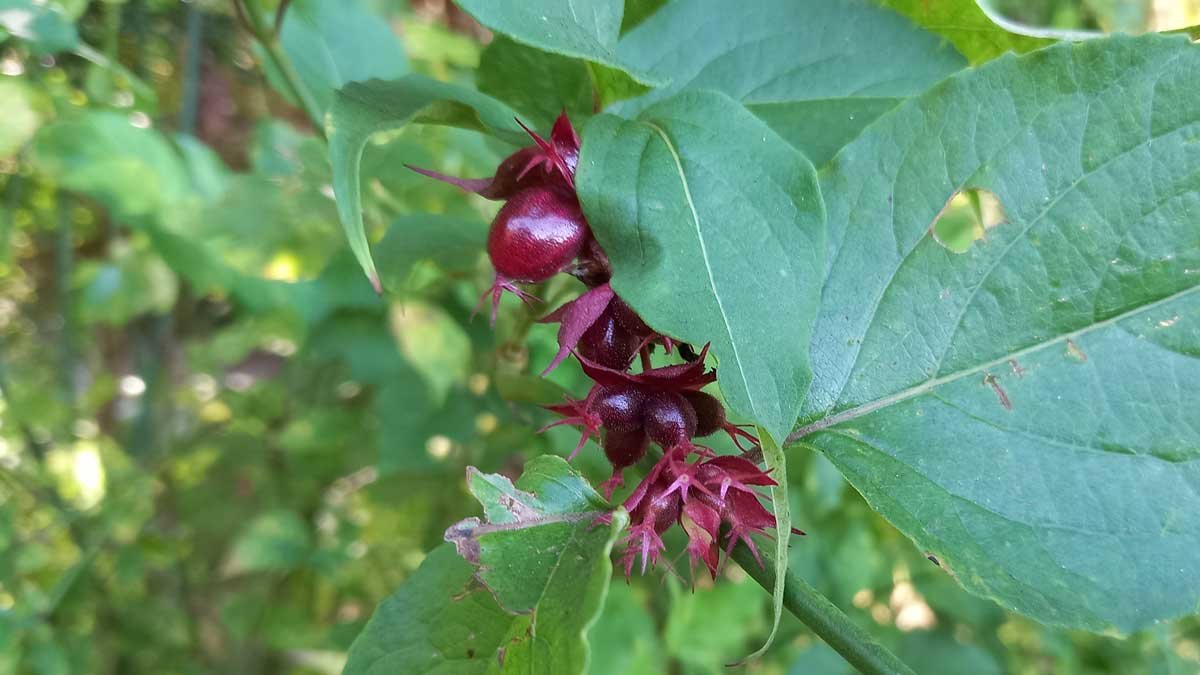 Himalayan honeysuckle berries