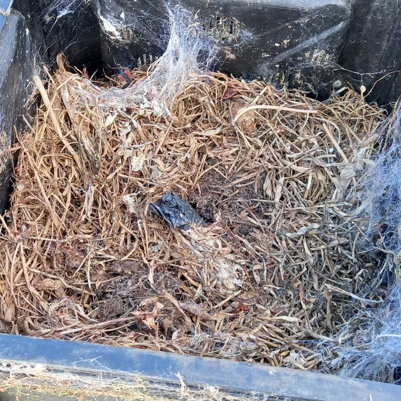 Inside the compost bin - beans and cobwebs