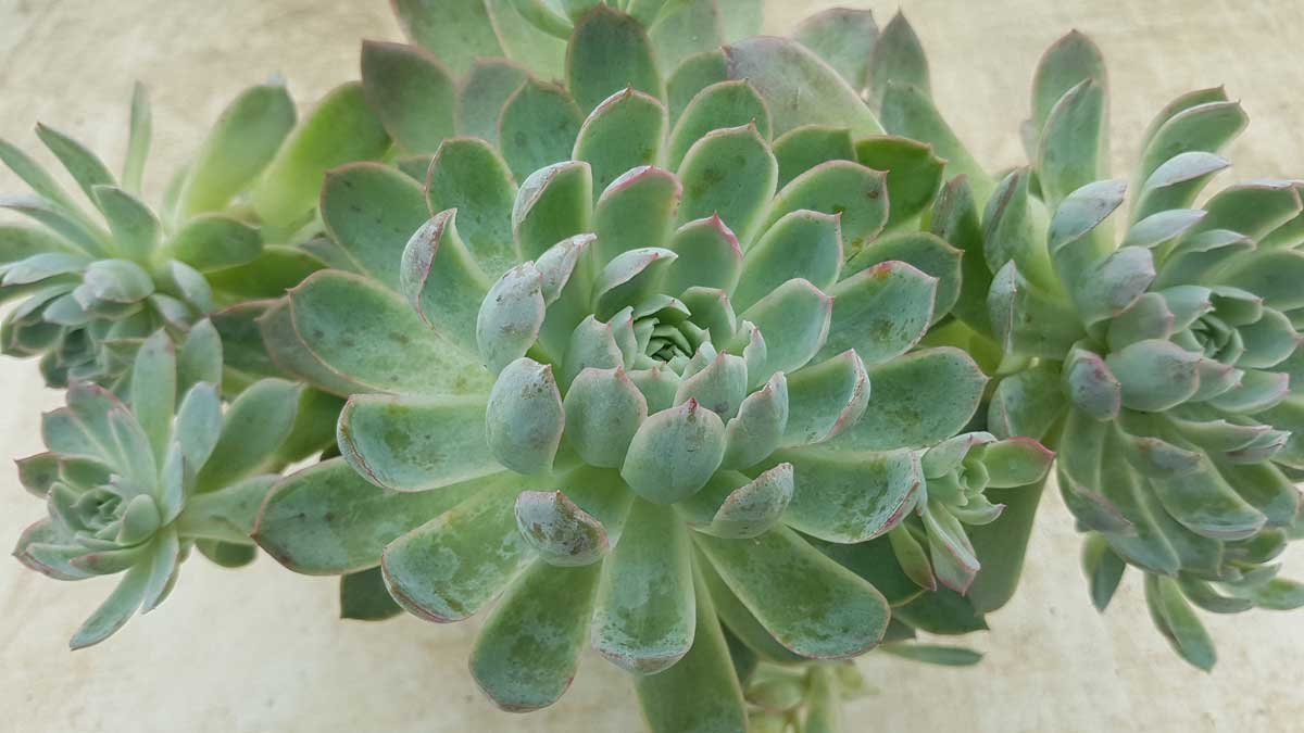 Echeveria prolifica - Violet Queen