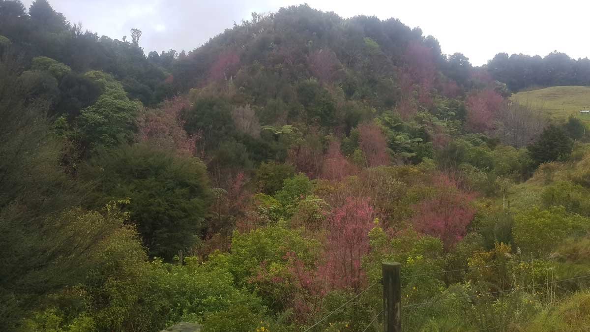 Taiwan cherry blossoms in NZ native bush