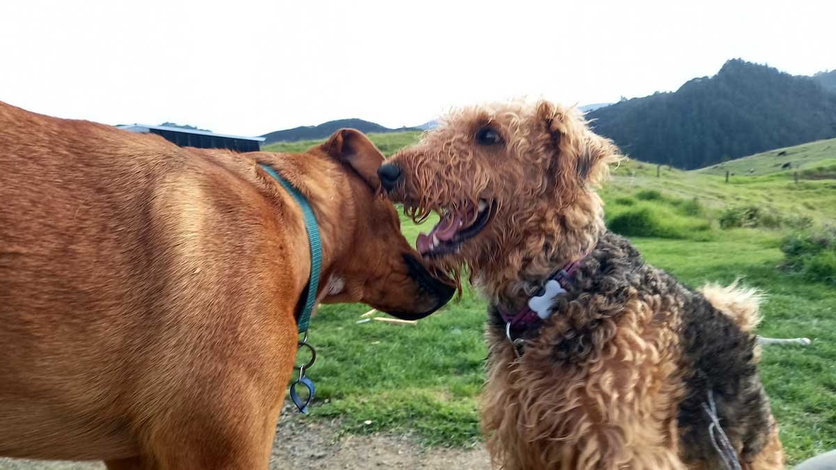 Hine toa and Roxy getting to know each other