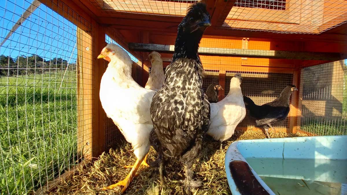 Chickens in the chook house
