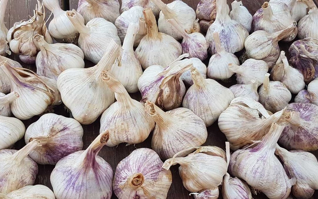 Everything I know about planting garlic