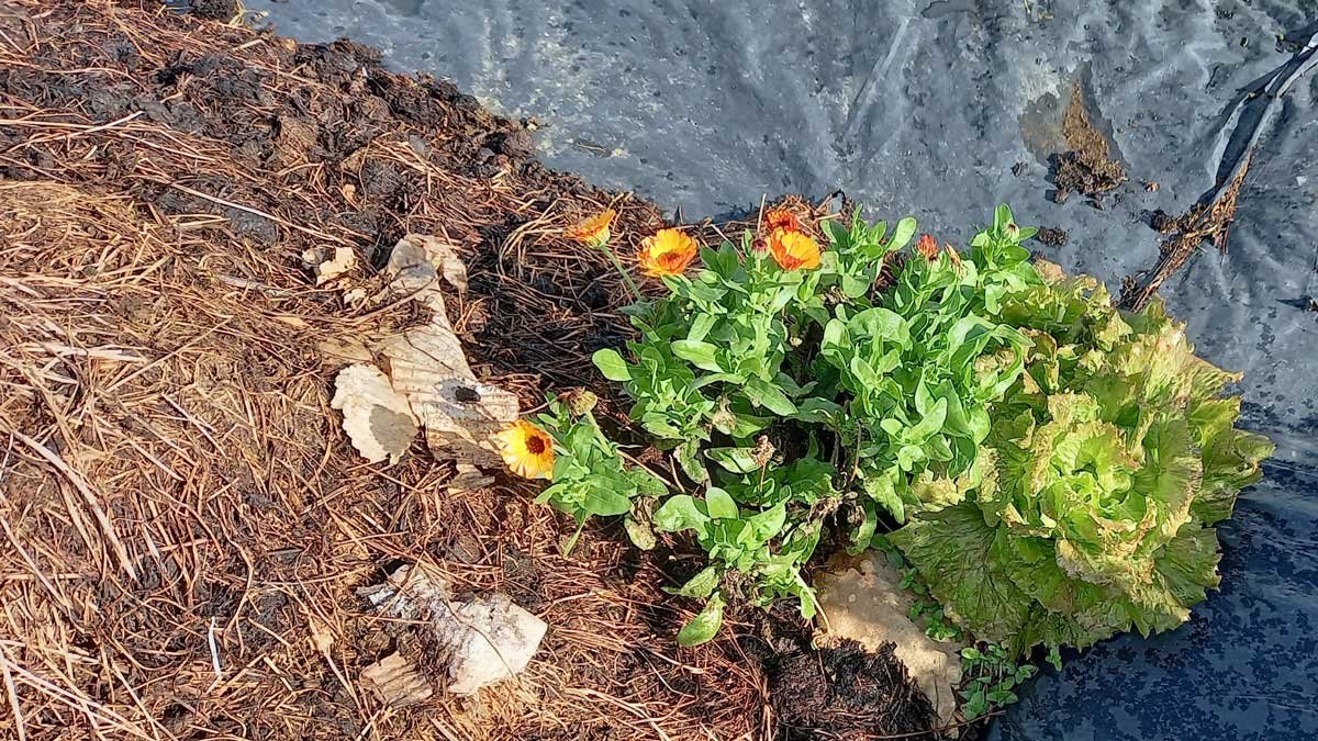 Calendula and a lettuce growing beside the compost pile