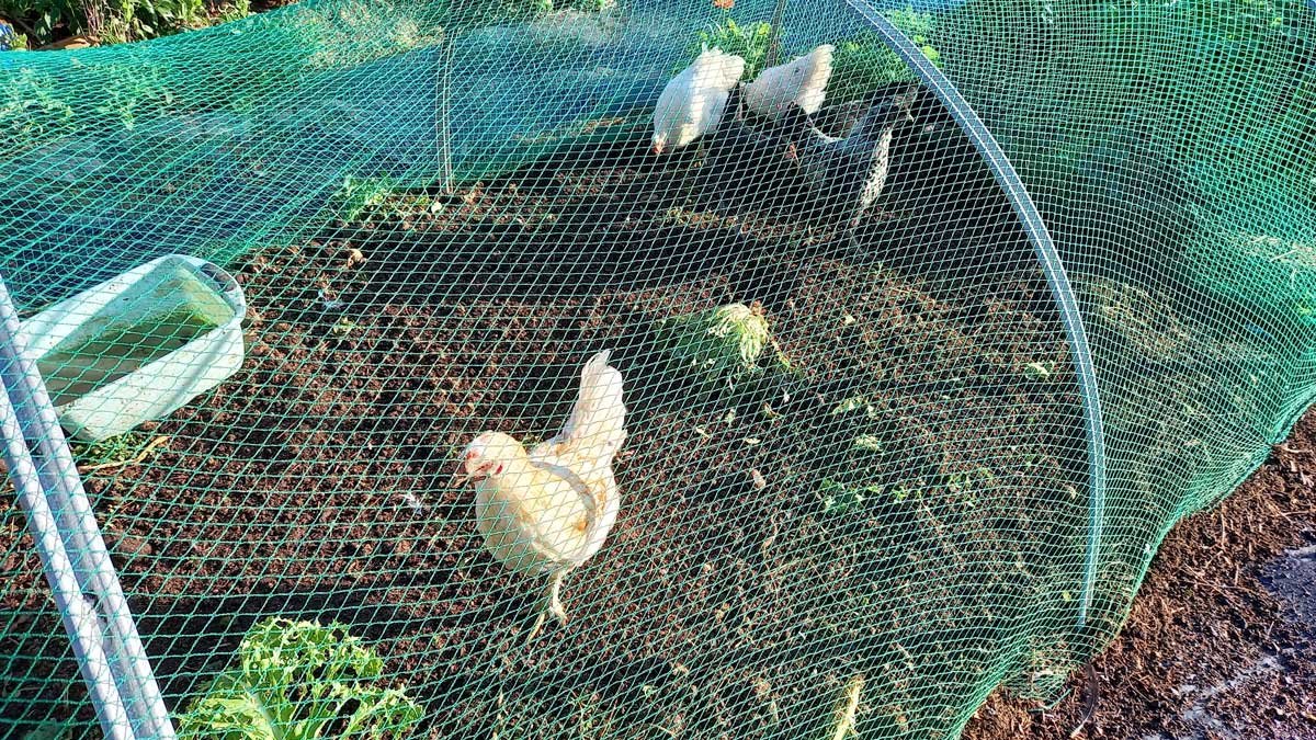 Little random chooks in a run build ontop of a garden bed