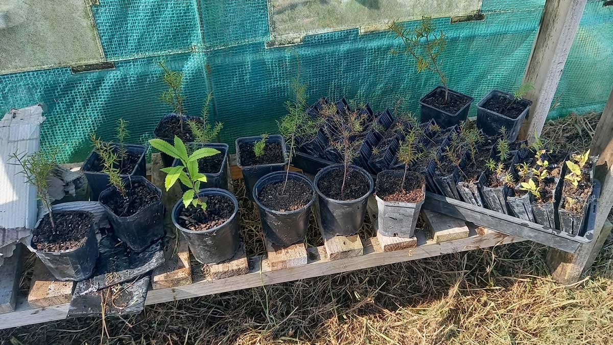 A collection of native trees relocated from the driveway