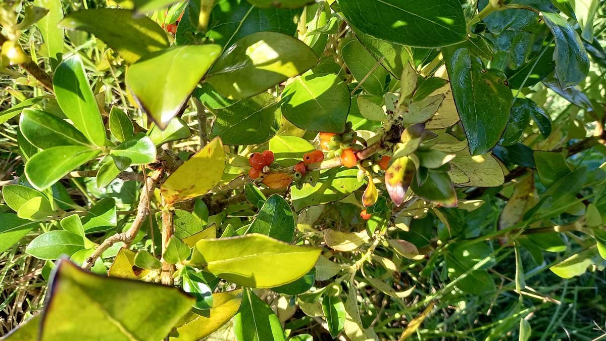 karamu berries