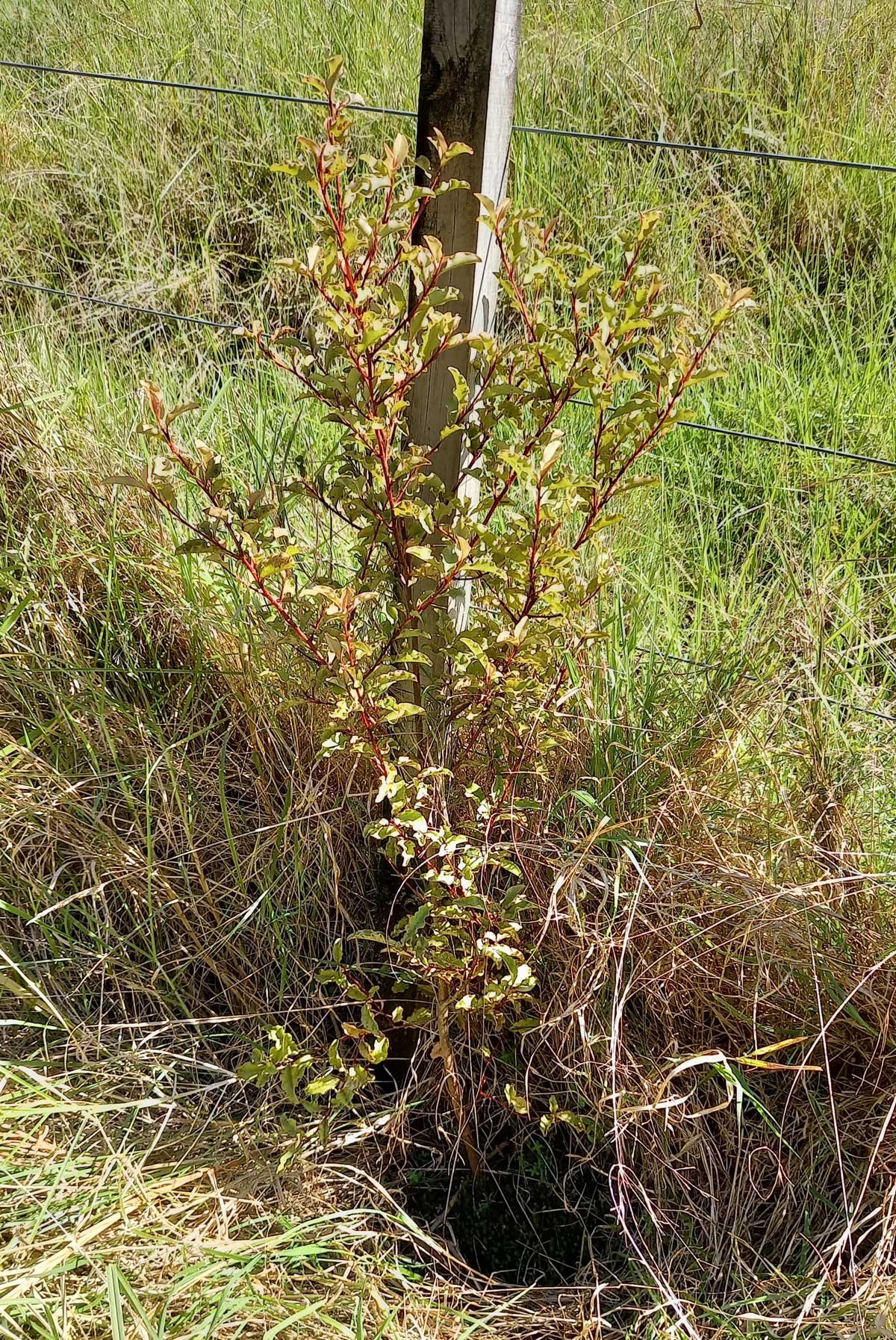 Mapou growing on the fence