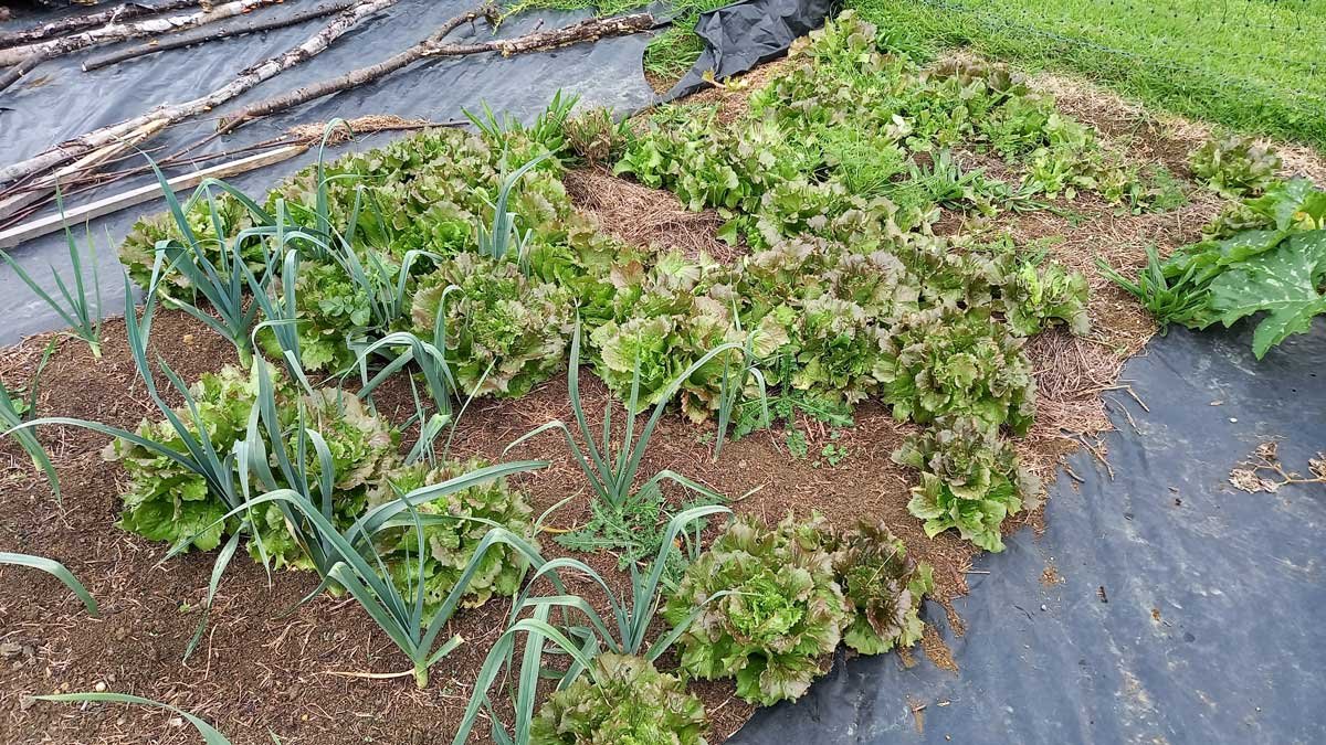 A bed that has self-sown with lettuces