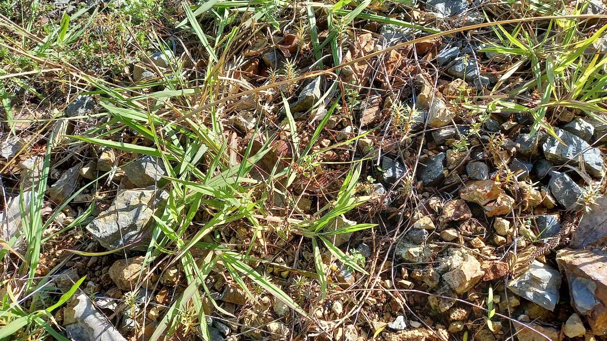 Baby totara growing on the driveway