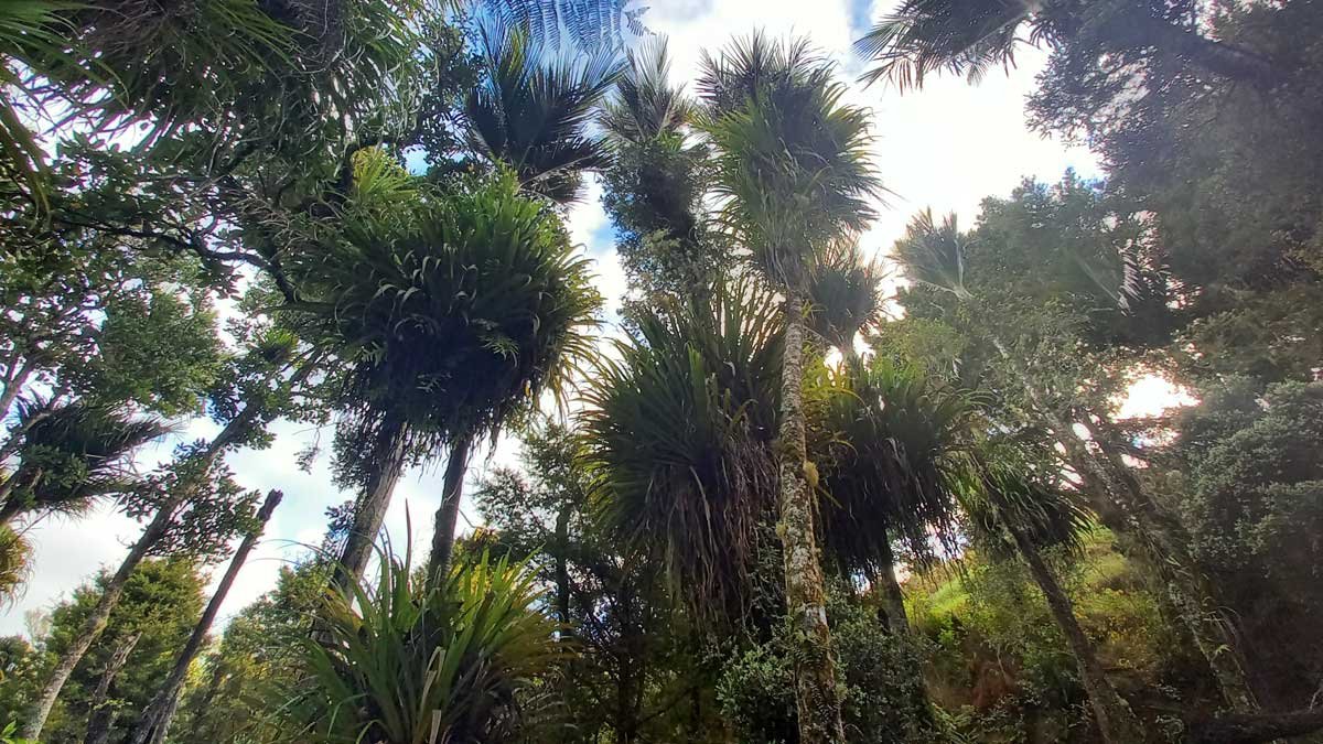 Trees in our native bush