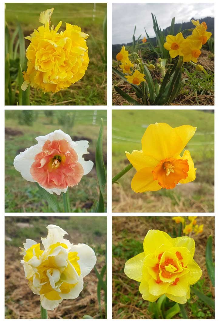 Six of the different daffodils that flowered last year