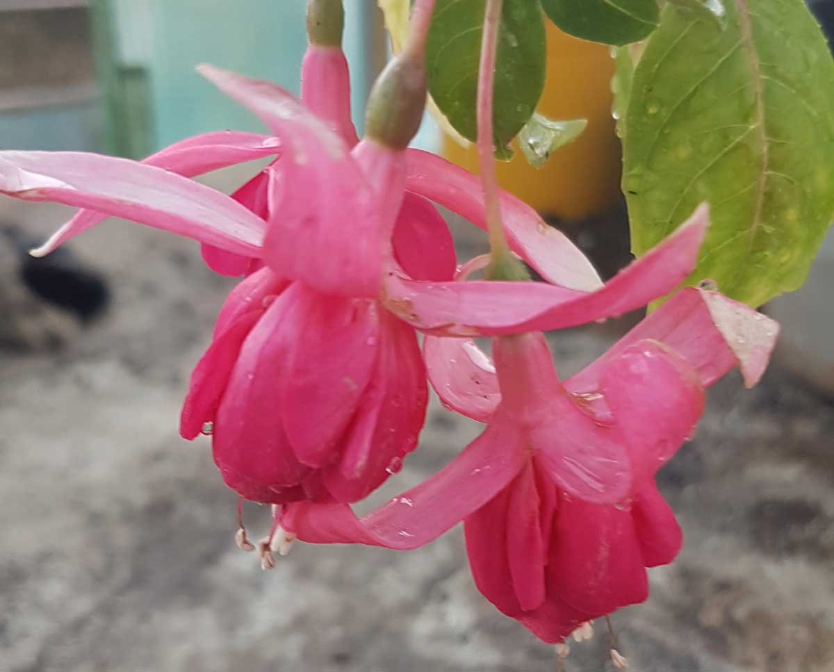 Fuchsia flowers (Ernestine)