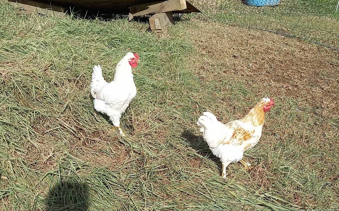The white, and the white-and-ginger rooster