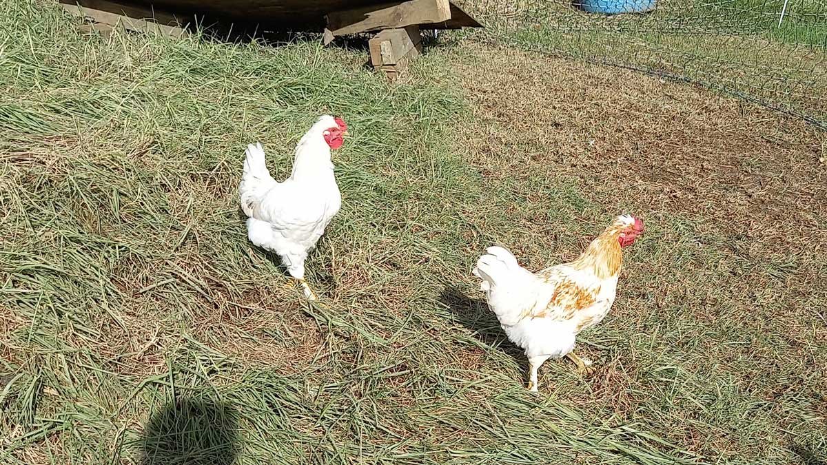 The white, and the white-and-ginger rooster