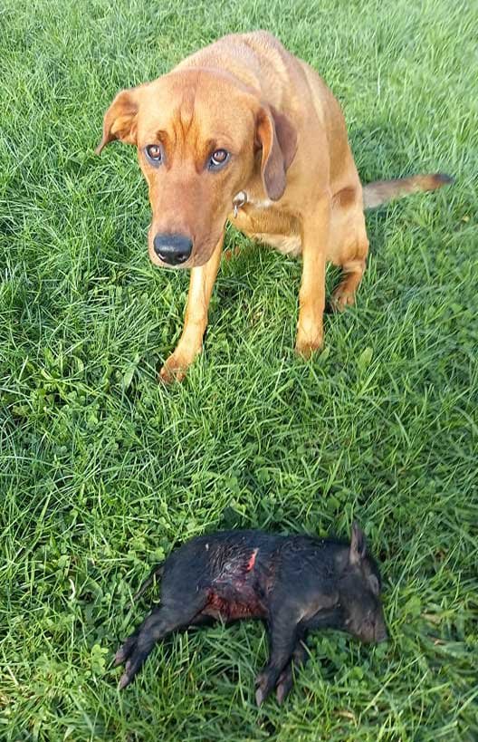 Roxy and the mauled piglet she caught