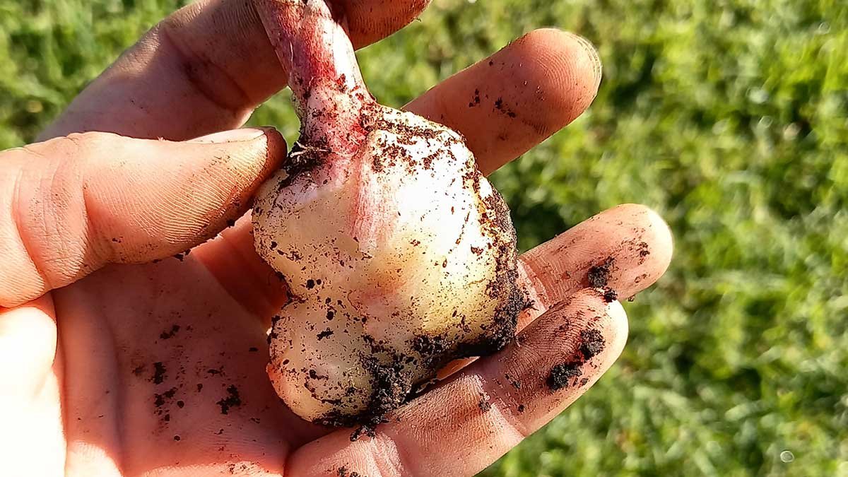 A chunk of freshly harvested ginger
