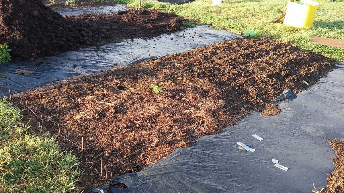 Bed 3 - not much going on while I wait for the garlic to pop up