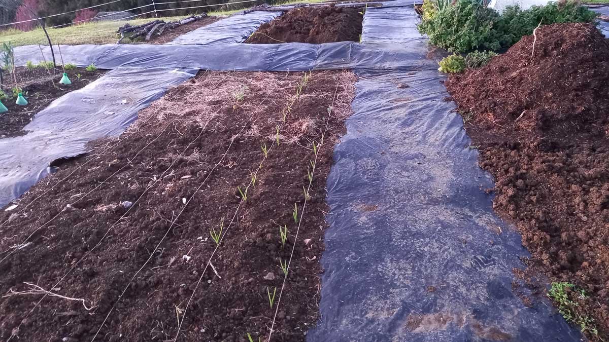 Garden paths