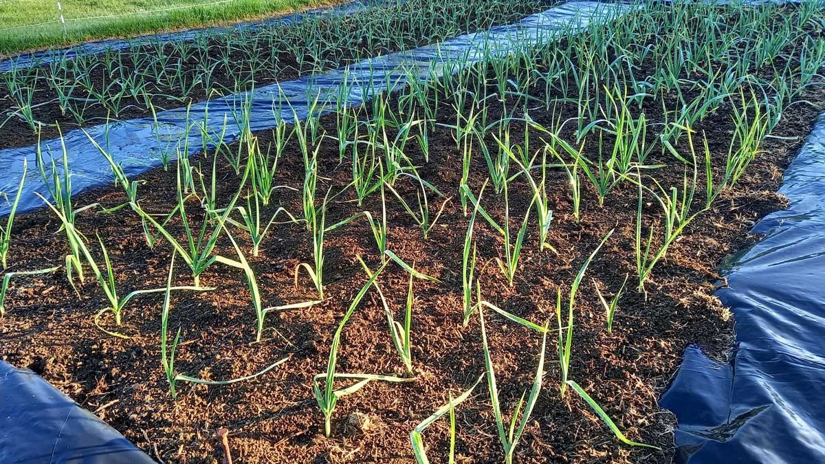 Garlic beds 2021