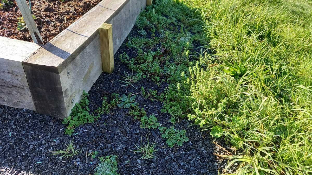 Gravel paths covered in weeds